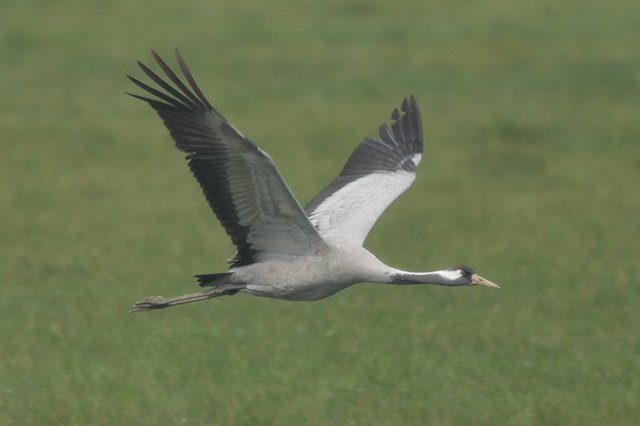 common crane cropredy, oxfordshire