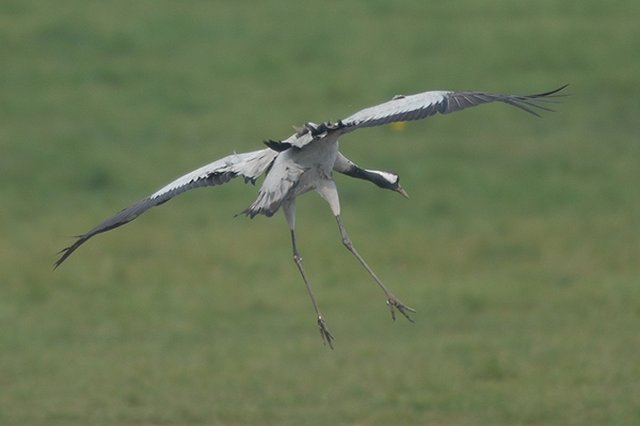 common crane cropredy, oxfordshire