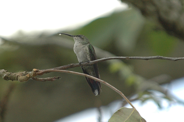 Antillian Mango