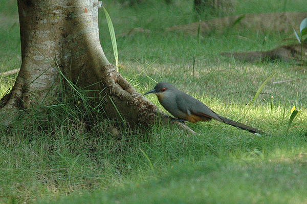 Hispaniolan-lizard Cuckoo