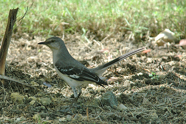 Northern Mockingbird