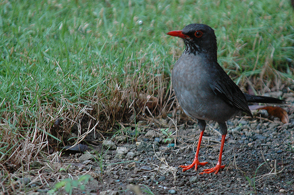 Red-legged Thrush