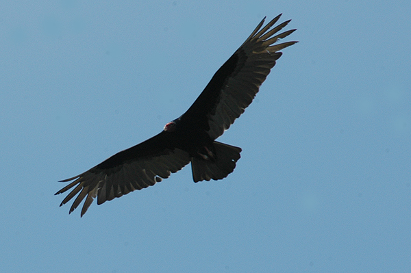 Turkey Vulture