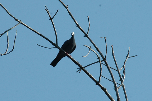 White-crowned Pigeon