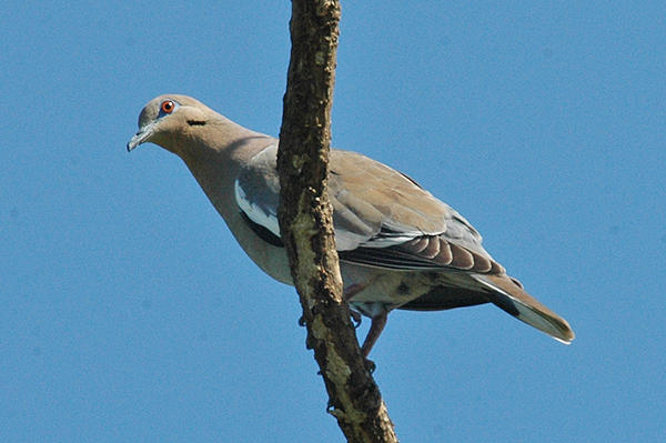 White-winged Dove