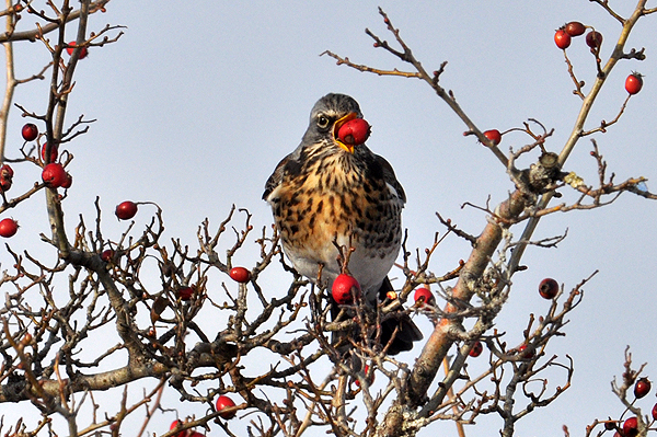 Fieldfare