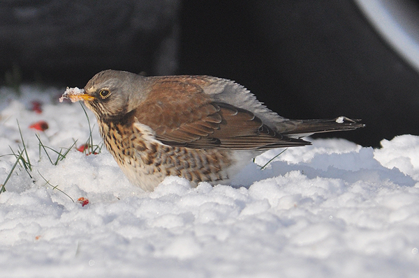 Fieldfare