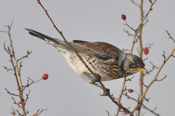 Fieldfare