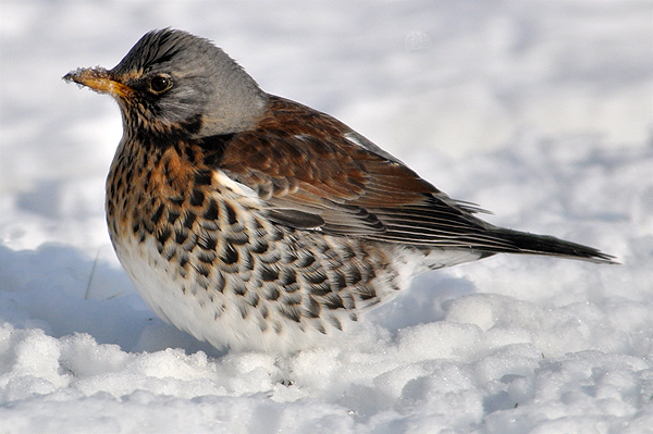 Fieldfare