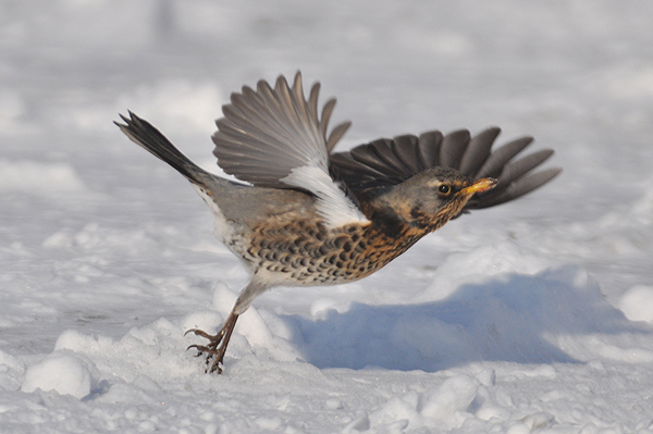 Fieldfare