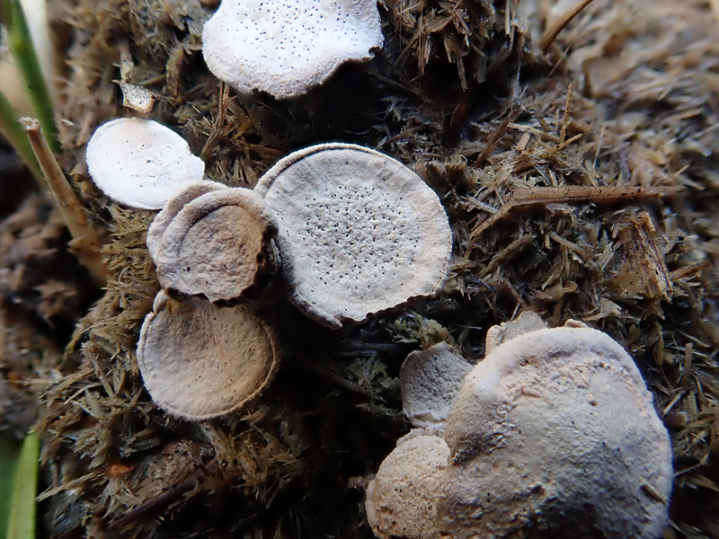 Nail Fungus Poronia punctata