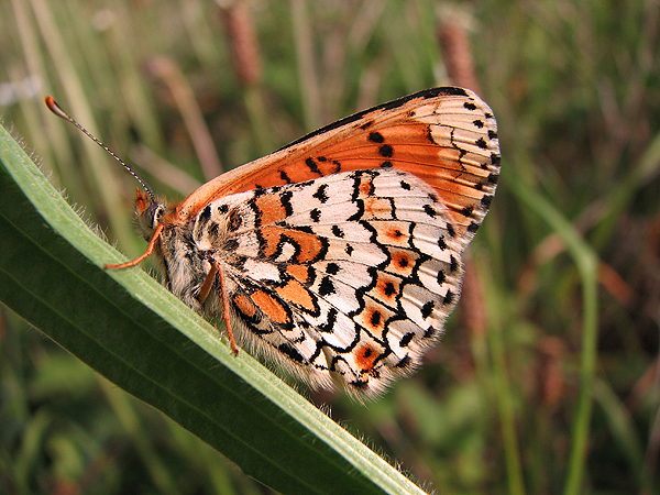 Glanville Fritillary photo