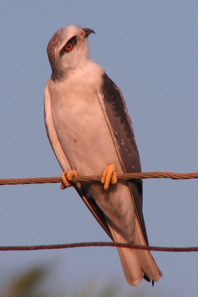 Photo of immature Black-shouldered Kite