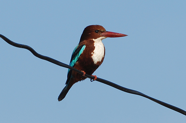 Photo of White-breasted Kingfisher