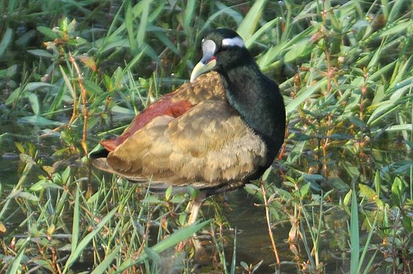 bronzewingedjacana.jpg