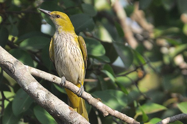 goldenoriole3.jpg