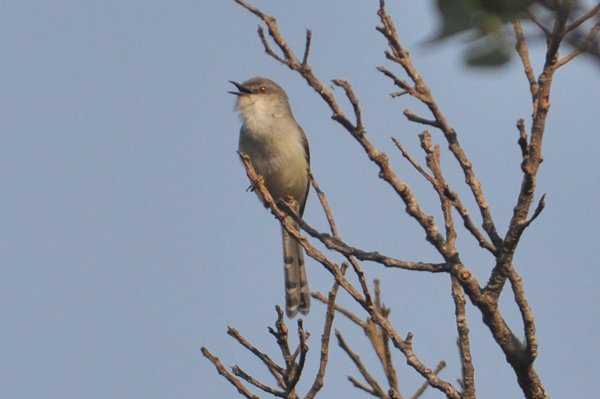 greybreastedprinia.jpg