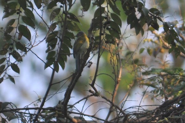 greyheadedbulbul.jpg