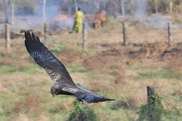 marshharrier.jpg