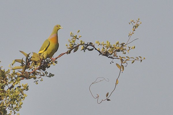 orangebreastedgreenpigeon.jpg