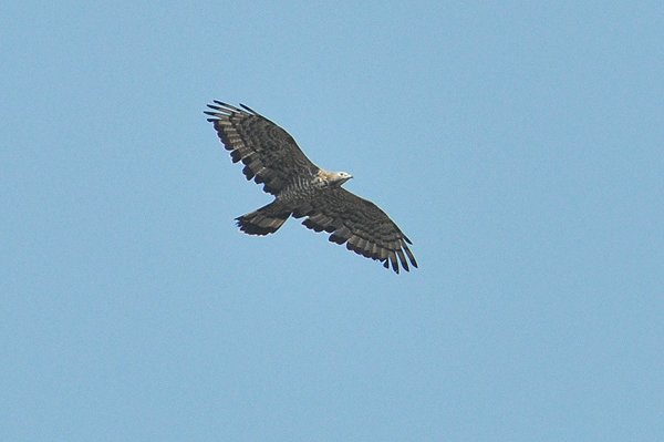 orientalhoneybuzzard.jpg