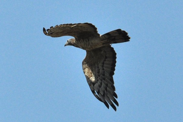 orientalhoneybuzzard2.jpg