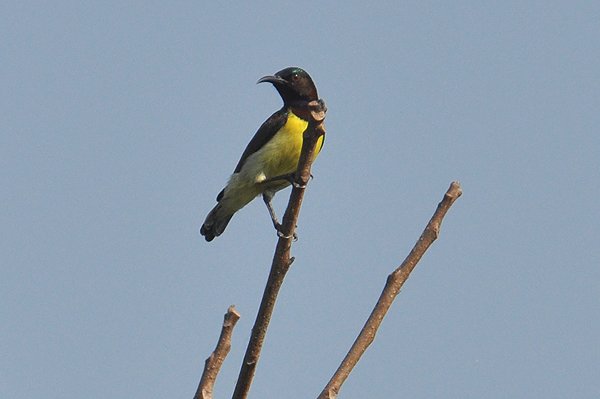 purplerumpedsunbird.jpg