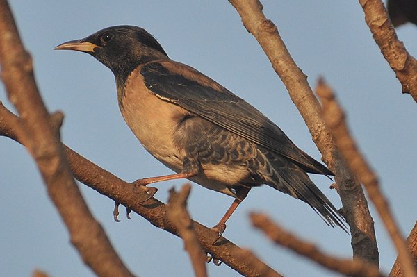 rosecolouredstarling.jpg