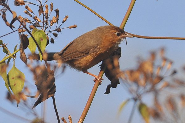 tawnybelliedbabbler.jpg