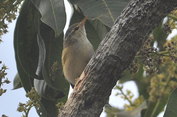 westerncrownedwarbler.jpg