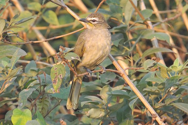 whitebrowedbulbul.jpg