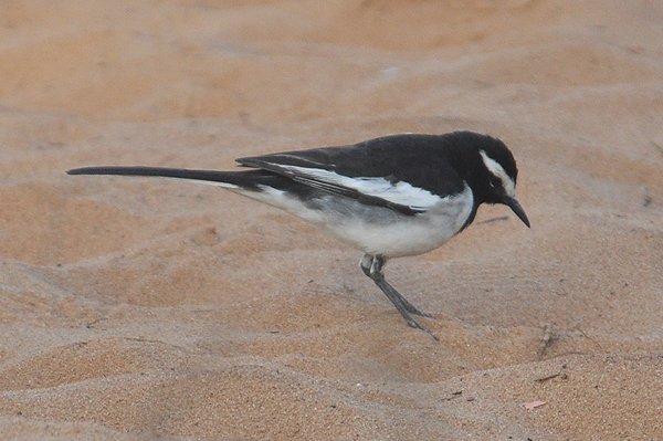 whitebrowedwagtail.jpg