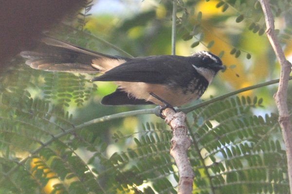 whitethroatedfantail.jpg