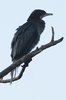littlecormorant