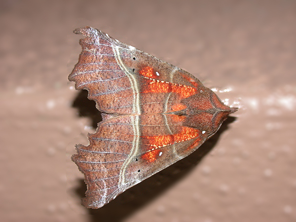 Herald moth