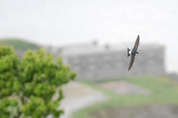 House Martin photo