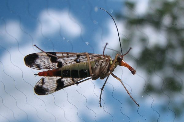 Scorpionfly