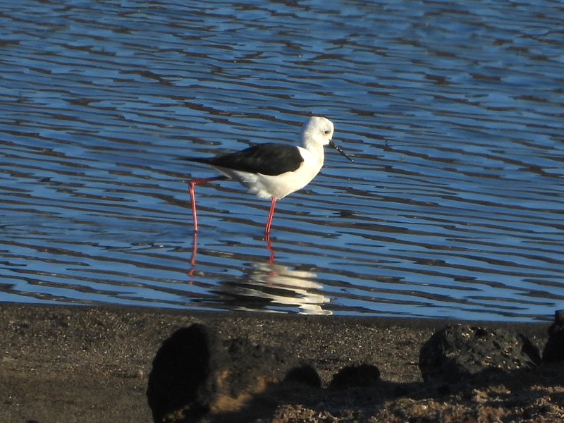 Black-winged Stilt