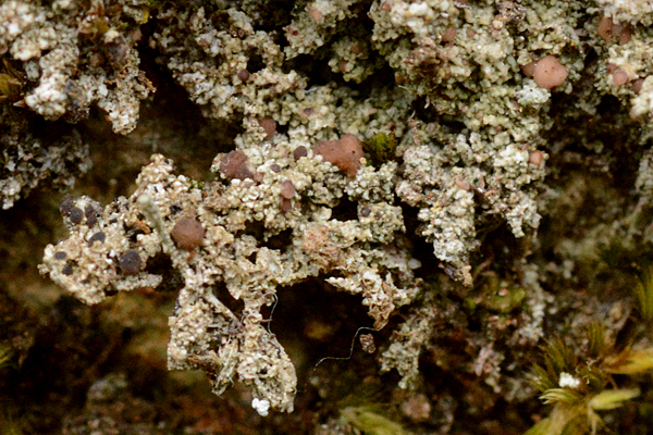Bilimbia sabuletorum 