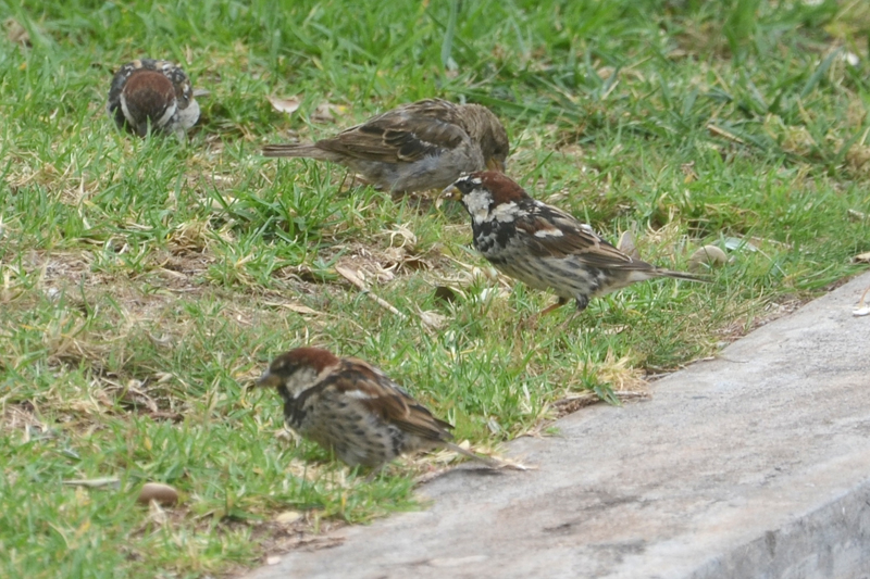 Spanish Sparrow Passer hispaniolensis 