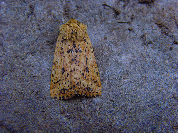 Dotted Chestnut