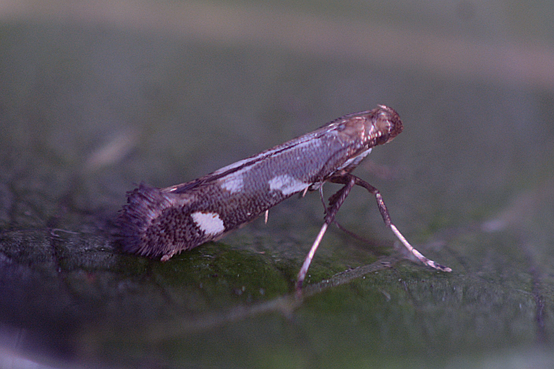 Calybites phasianipennella 