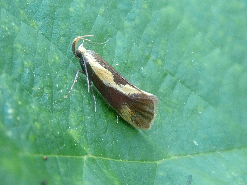 Harpella forficella