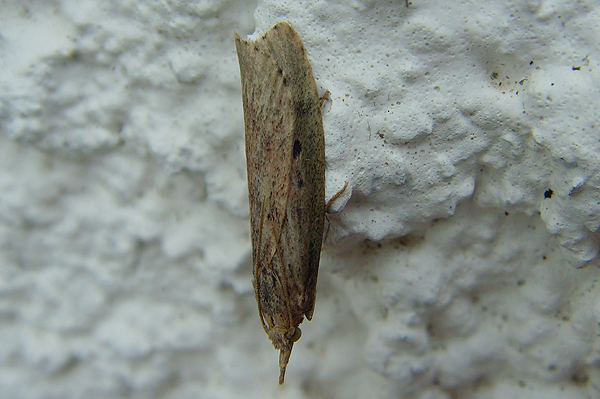 Bee Moth Aphomia sociella