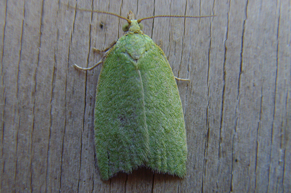 Green Oak Tortrix Tortrix viridana