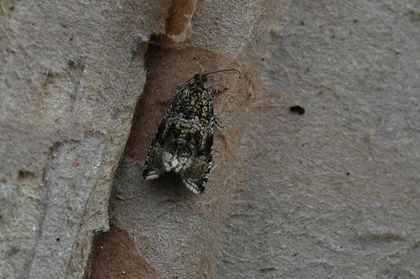 Celypha lacunana