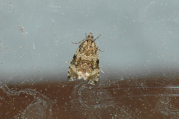 Celypha lacunana