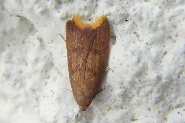 Tachystola acroxantha 