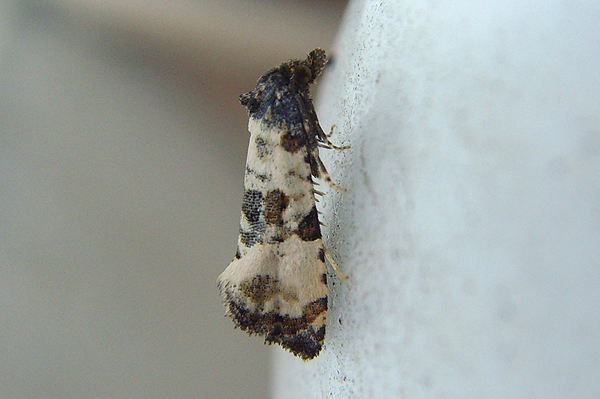 Cochylis atricapitana