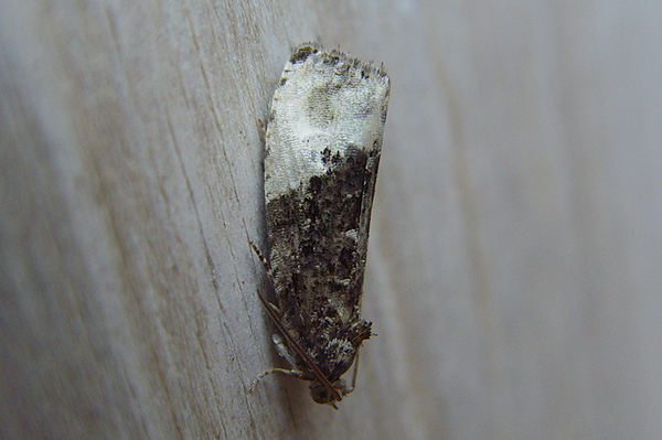 Marbled Orchard Tortrix Hedya nubiferana